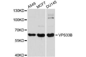 Western blot analysis of extracts of various cell lines, using VPS33B antibody (ABIN5996164) at 1/1000 dilution. (VPS33B antibody)