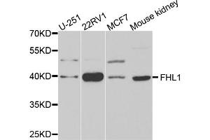 Western blot analysis of extracts of various cell lines, using FHL1 antibody.