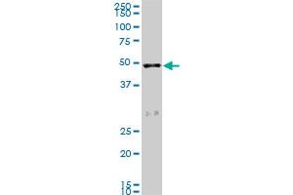 SCARA3 antibody  (AA 316-415)