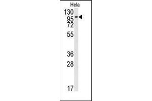 Western blot analysis of anti-FGFR2 Antibody (N-term) in Hela cell line lysates (35ug/lane).