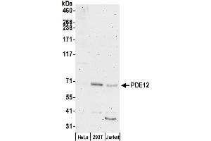 anti-Phosphodiesterase 12 (PDE12) (AA 559-609) antibody