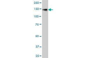 KIAA0319L MaxPab polyclonal antibody. (KIAA0319L antibody  (AA 1-1049))
