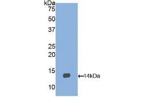 Detection of Recombinant BDNF, Gallus using Polyclonal Antibody to Brain Derived Neurotrophic Factor (BDNF) (BDNF antibody  (AA 134-238))