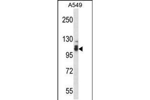Western blot analysis in A549 cell line lysates (35ug/lane). (SMEK2 antibody  (C-Term))