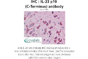 Image no. 2 for anti-Interleukin 23, alpha subunit p19 (IL23A) antibody (ABIN1735878) (IL23A antibody)
