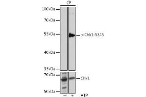 Western blot analysis of extracts of C6 cells, using Phospho-Chk1-S345 pAb (ABIN6135200, ABIN6136042, ABIN6136043 and ABIN6225600) at 1:1000 dilution or Chk1 antibody (ABIN6134818, ABIN6138518, ABIN6138519 and ABIN6223572). (CHEK1 antibody  (pSer345))