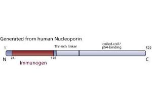 Image no. 2 for anti-Nucleoporin 62kDa (NUP62) (AA 24-178) antibody (ABIN968005) (NUP62 antibody  (AA 24-178))