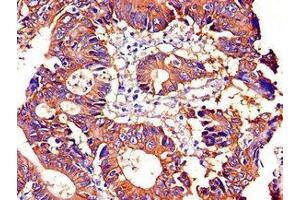 Immunohistochemistry (IHC) image for anti-Sodium Potassium ATPase, alpha1 (ATP1A1) (AA 225-407) antibody (ABIN7170036)
