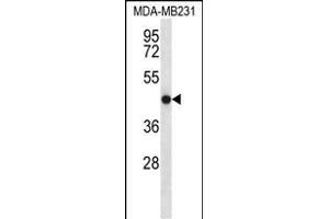 TMEM43 antibody  (AA 195-223)