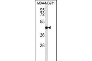 TMEM43 Antibody (Center) (ABIN656549 and ABIN2845811) western blot analysis in MDA-M cell line lysates (35 μg/lane). (TMEM43 antibody  (AA 195-223))