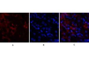 Immunofluorescence analysis of human stomach tissue. (CDK4 antibody  (N-Term))