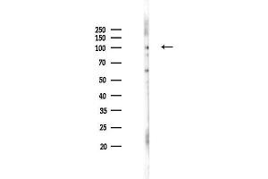 anti-Sad1 and UNC84 Domain Containing 2 (SUN2) (Internal Region) antibody