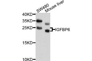 Western blot analysis of extracts of SW480 and mouse liver cells, using IGFBP6 antibody. (IGFBP6 antibody)