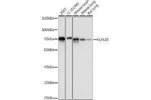 Western blot analysis of extracts of various cell lines, using KLHL15 antibody (ABIN7268079) at 1:1000 dilution.