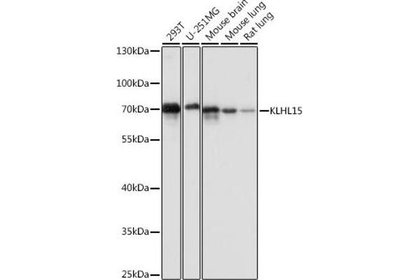 KLHL15 antibody  (AA 1-300)