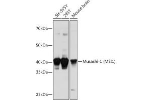 Western blot analysis of extracts of various cell lines, using Musashi-1 (Musashi-1 (MSI1)) Polyclonal Antibody (ABIN6134835, ABIN6144067, ABIN6144068 and ABIN6219720) at 1:1000 dilution. (MSI1 antibody  (AA 1-100))