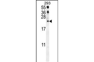 Western blot analysis in 293 cell line lysates (35ug/lane). (CCL21 antibody  (AA 23-52))