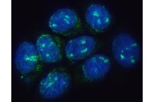 IF analysis of TMEM50B using anti-TMEM50B antibody (ABIN7603241). (TMEM50B antibody  (N-Term))