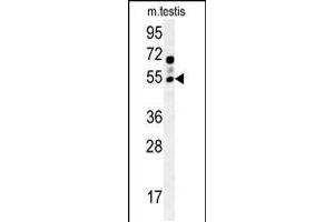 Western blot analysis in mouse testis tissue lysates (15ug/lane). (GABRG2 antibody  (AA 198-224))