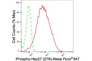 Flow cytometric analysis of phospho-Hsp27 (S78) expression in HepG2 cells using phospho-Hsp27 (S78) antibody (ABIN7798843), 1:2,000). (Recombinant HSP27 antibody  (pSer78))