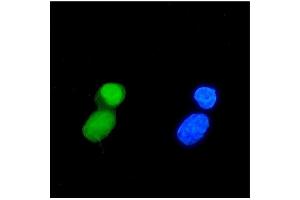 IF analysis of TIF1 gamma/TRIM33 using anti-TIF1 gamma/TRIM33 antibody (ABIN7599621). (TRIM33 antibody  (AA 1001-1127))