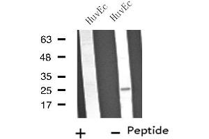 Western blot analysis of extracts from HuvEc cells, using VTI1B antibody. (VTI1B antibody  (Internal Region))