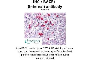 Image no. 1 for anti-Beta-secretase 1 (BACE1) (Internal Region) antibody (ABIN1732171) (BACE1 antibody  (Internal Region))