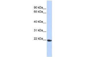 TMED1 antibody used at 1 ug/ml to detect target protein. (TMED1 antibody  (Middle Region))