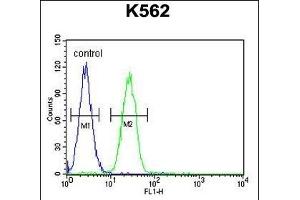 TBX6 Antibody (C-term) (ABIN655896 and ABIN2845296) flow cytometric analysis of K562 cells (right histogram) compared to a negative control cell (left histogram). (T-Box 6 antibody  (C-Term))