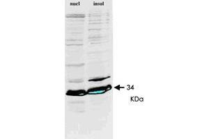 Western blot of HNRNPA1 monoclonal antibody, clone 9H10  on HeLa cell extract. (HNRNPA1 antibody)
