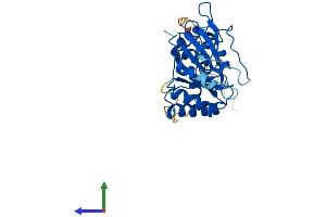 AlphaFold protein structure predicition of Mouse Recombinant Gtpbp8 Protein, UniprotID Q9CY28