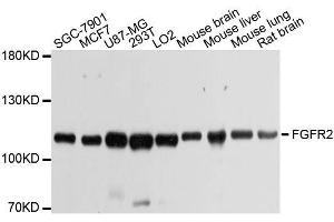 Western blot analysis of extracts of various cell lines, using FGFR2 antibody. (FGFR2 antibody  (AA 245-345))