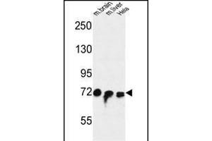 FA Antibody (Center) (ABIN653672 and ABIN2843004) western blot analysis in mouse brain,liver tissue and Hela cell line lysates (35 μg/lane). (STRIP1 antibody  (AA 352-381))