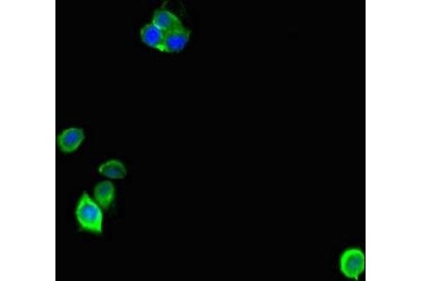 ANP32D antibody  (AA 1-131)