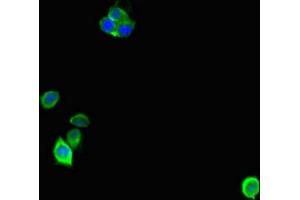 Immunofluorescent analysis of Hela cells using ABIN7143012 at dilution of 1:100 and Alexa Fluor 488-congugated AffiniPure Goat Anti-Rabbit IgG(H+L) (ANP32D antibody  (AA 1-131))