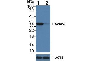 Knockout Varification: Lane 1: Wild-type Jurkat cell lysate; Lane 2: CASP3 knockout Jurkat cell lysate; Predicted MW: 31kDa Observed MW: 31kDa Primary Ab: 5µg/ml Rabbit Anti-Human CASP3 Antibody Second Ab: 0. (Caspase 3 antibody  (AA 29-175))