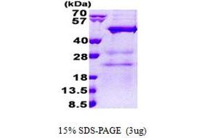 SDS-PAGE (SDS) image for N(alpha)-Acetyltransferase 30, NatC Catalytic Subunit (NAA30) (AA 1-362) protein (His tag) (ABIN6387229)