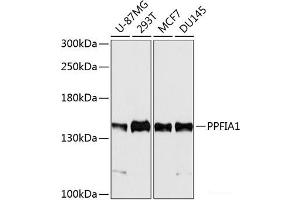 Western blot analysis of extracts of various cell lines using PPFIA1 Polyclonal Antibody at dilution of 1:5000. (PPFIA1 antibody)