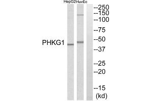Western Blotting (WB) image for anti-phosphorylase Kinase, gamma 1 (Muscle) (PHKG1) (Internal Region) antibody (ABIN1852720) (PHKG1 antibody  (Internal Region))
