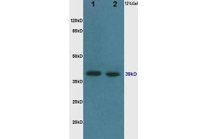 Western Blotting (WB) image for anti-Glyceraldehyde-3-Phosphate Dehydrogenase (GAPDH) (AA 1-335) antibody (ABIN678458)