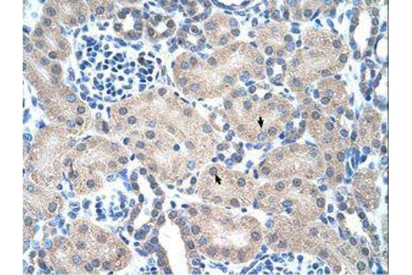 PMF1 antibody  (AA 41-90)