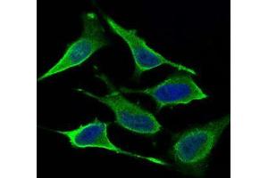 Immunofluorescence analysis of Hela cells using DNM1L mouse mAb (green). (Dynamin 1-Like antibody  (AA 69-213))