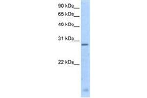 Image no. 1 for anti-Regulator of G-Protein Signalling 18 (RGS18) (N-Term) antibody (ABIN205001) (RGS18 antibody  (N-Term))