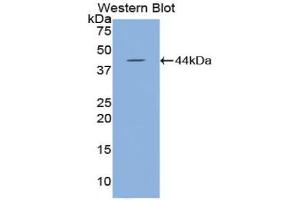 Western blot analysis of recombinant Mouse HYAL2. (HYAL2 antibody  (AA 23-447))