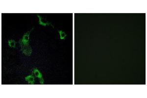 Immunofluorescence (IF) image for anti-Cell Death-Inducing DFFA-Like Effector B (CIDEB) (Internal Region) antibody (ABIN1850416) (CIDEB antibody  (Internal Region))