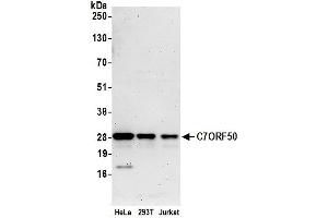anti-Chromosome 7 Open Reading Frame 50 (C7orf50) (AA 25-75) antibody