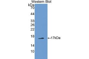 Western blot analysis of recombinant Mouse PTN. (Pleiotrophin antibody  (AA 33-168))
