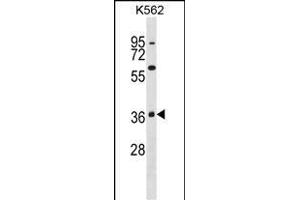 P38beta Antibody (C-term) (ABIN391730 and ABIN2837972) western blot analysis in K562 cell line lysates (35 μg/lane). (MAPK11 antibody  (C-Term))