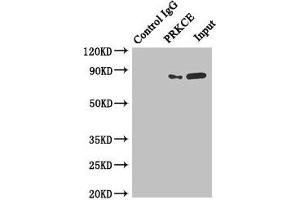 Immunoprecipitating PRKCE in MCF-7 whole cell lysate Lane 1: Rabbit control IgG instead of (1 μg) instead of ABIN7165706 in MCF-7 whole cell lysate. (PKC epsilon antibody  (AA 488-737))