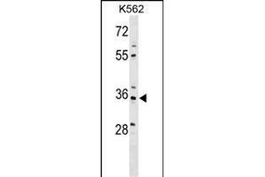 PDLIM4 Antibody (Center) (ABIN1538654 and ABIN2849500) western blot analysis in K562 cell line lysates (35 μg/lane). (PDLIM4 antibody  (AA 74-103))